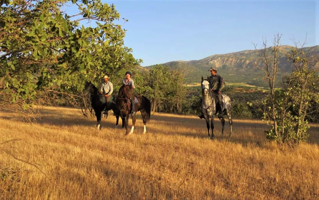 Sultan horse club in Iran, Central Asia | Horseback Riding - Rated 0.8