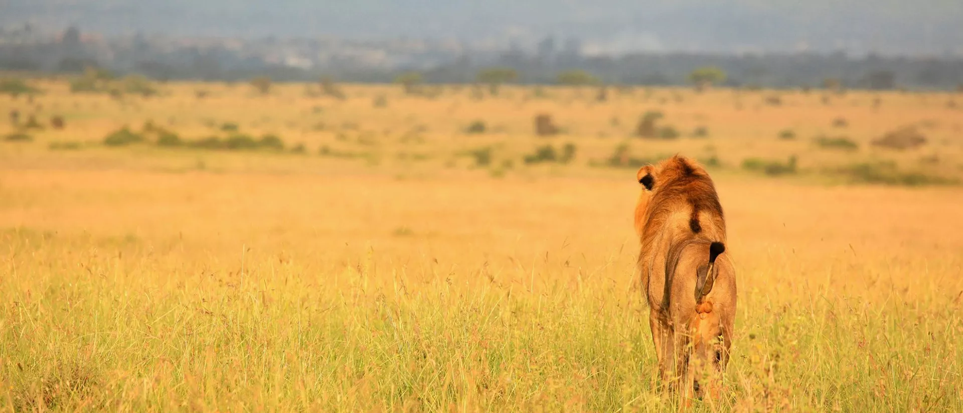 Nairobi in Kenya, Africa | Parks,Safari - Rated 5.4
