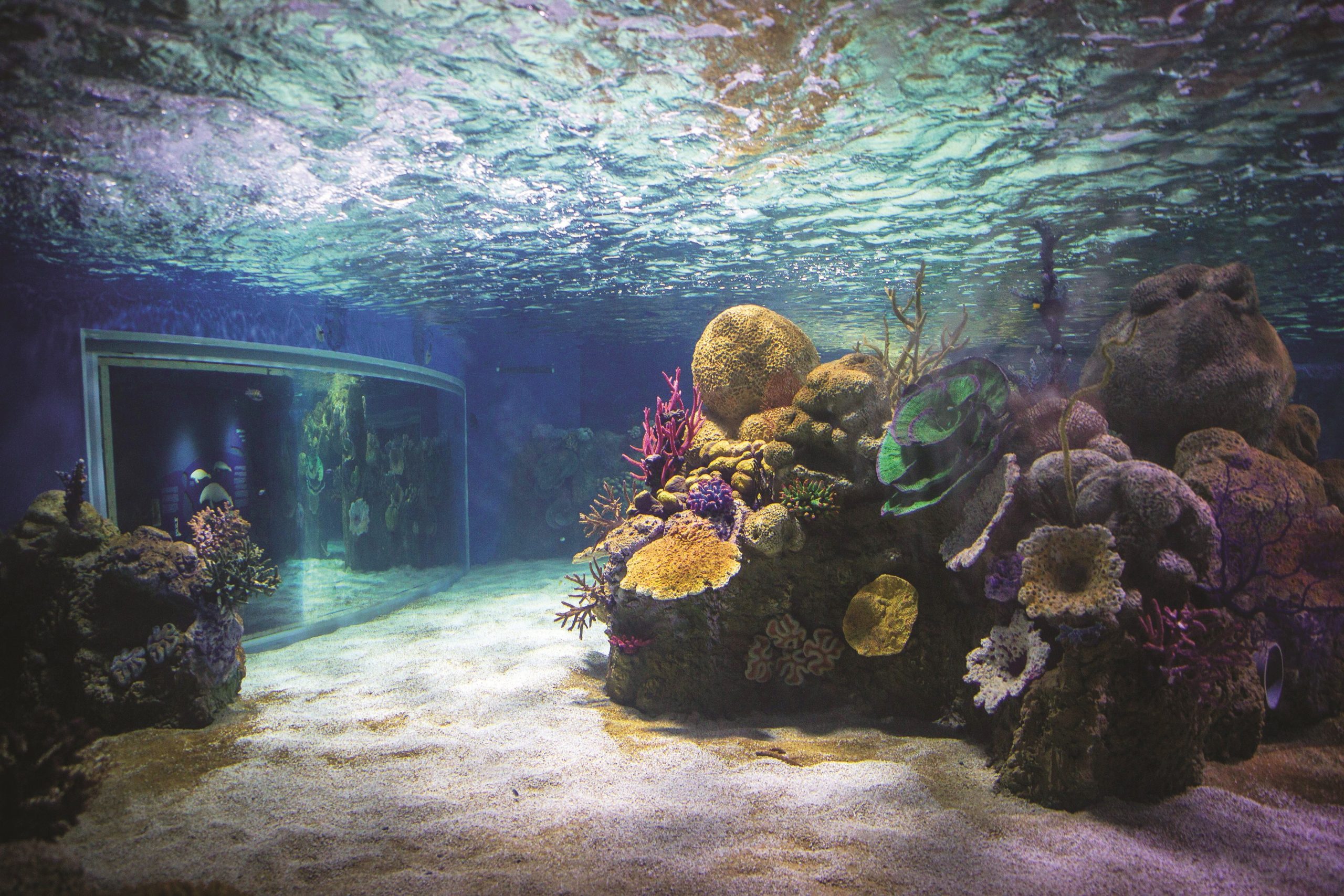 Top 10 Spots for Aquariums & Oceanariums in Jerusalem District