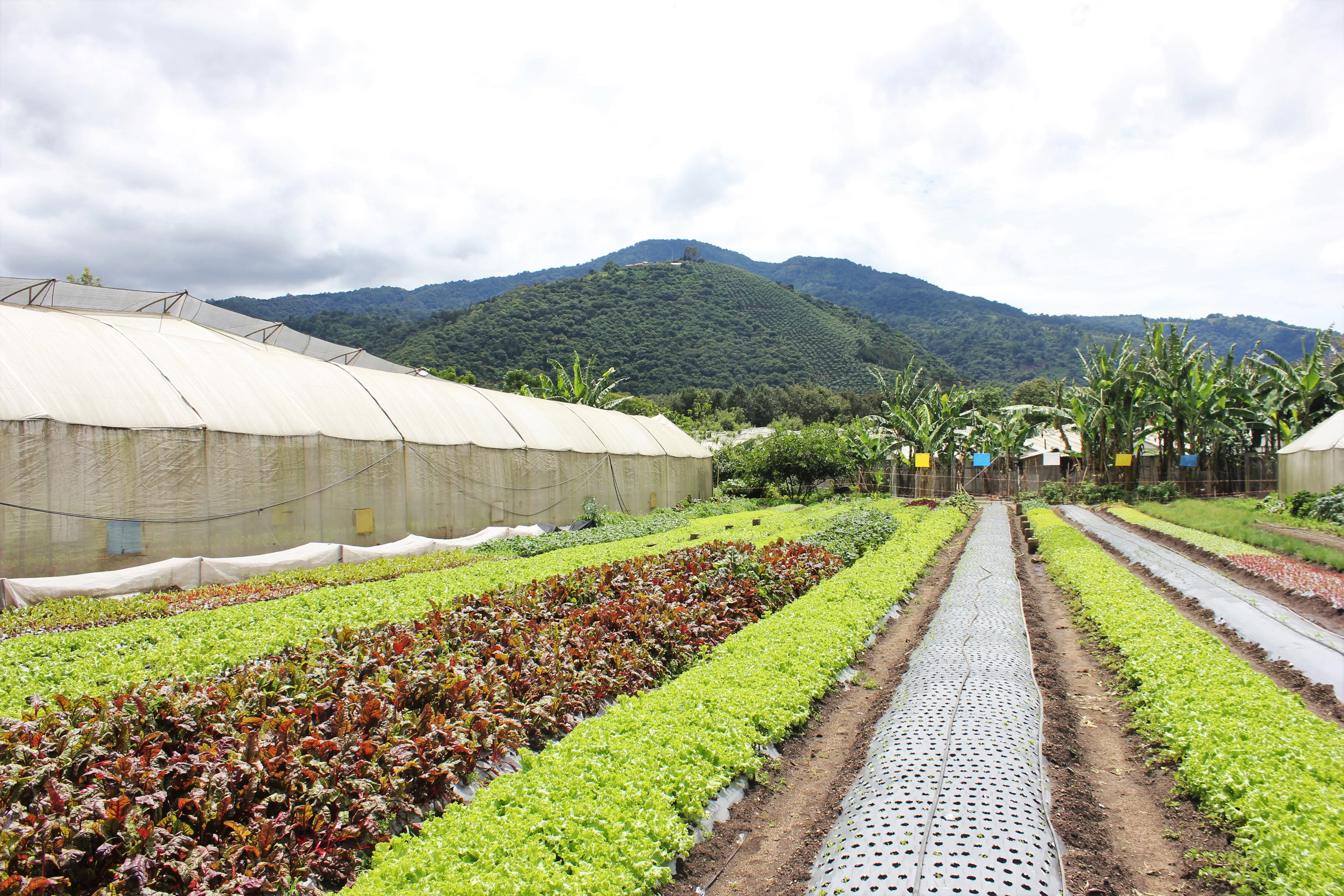 Caoba Farms in Guatemala, north_america | Organic Food - Country Helper
