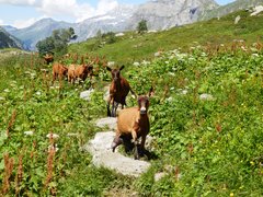 Alpage De Blaitiere in France, Auvergne-Rhone-Alpes | Trekking & Hiking - Rated 0.8