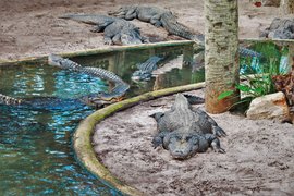 St. Augustine Alligator Farm in USA, Florida | Zoos & Sanctuaries - Rated 4.3