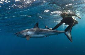 Cabo Shark Dive | Diving - Rated 3.9