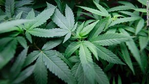 House of Green Recreational Marijuana Dispensary in USA, Alaska  - Rated 3.9