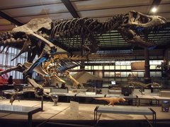 Hungarian Museum of Natural Sciences in Hungary, Central Hungary | Museums - Rated 3.7