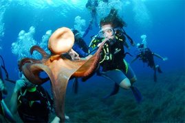 Arenal Diving - ibiza Scuba Diving | Scuba Diving - Rated 3.8