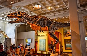 San Diego Natural History Museum in USA, California | Museums - Rated 3.8