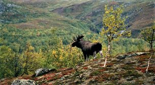 Bogesund Huntinglodge in Sweden, Uppland | Hunting - Rated 1