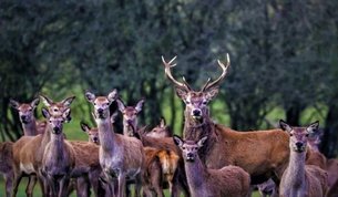 Herdade das Taipas in Portugal, Alentejo | Hunting - Rated 1