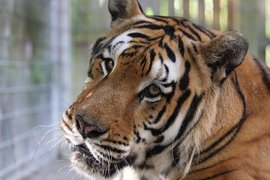 McCarthy's Wildlife Sanctuary in USA, Florida | Zoos & Sanctuaries - Rated 5.1