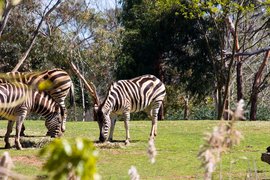 Melbourne Zoo | Nature Reserves - Rated 3.6