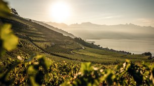 Lavaux Vinorama in Switzerland, Canton of Vaud | Wineries - Rated 3.8