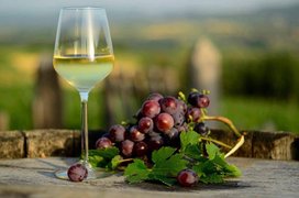 Milijan Jelic Winery | Wineries - Rated 0.9