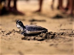 Reserva de Tortugas | Nature Reserves - Rated 3.9