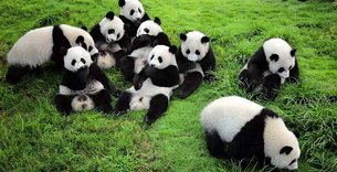 Chengdu Research Base of Giant Panda Breeding in China, Southwest China | Zoos & Sanctuaries - Rated 3.8