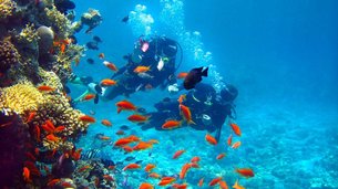 Diving Center La Sirena, l'Estartit - Isole Medas (Spagna) | Scuba Diving - Rated 4.4
