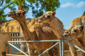 Camel Park Sunny Beach in Bulgaria, Burgas | Family Holiday Parks - Rated 3.6