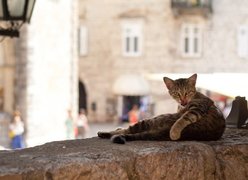 Cats Museum in Montenegro, Coastal Montenegro | Museums - Rated 3.4