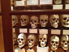 The Mutter Museum in USA, Pennsylvania | Museums - Rated 3.8