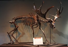 The Academy of Natural Sciences of Drexel University | Museums - Rated 3.8
