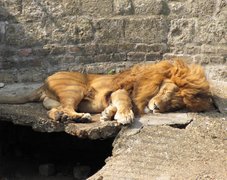 Belgrade Zoo | Zoos & Sanctuaries - Rated 4.9