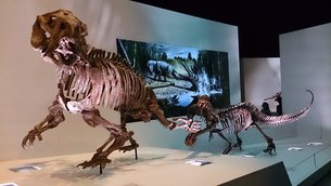 Houston Museum of Natural Science | Museums - Rated 4.3