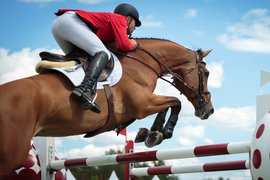 Aali Equestrian | Horseback Riding - Rated 1