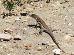 Spotting Sand Lizards | Trekking & Hiking - Rated 0.7