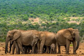 Addo Elephant National Park in South Africa, Eastern Cape | Parks - Rated 3.8