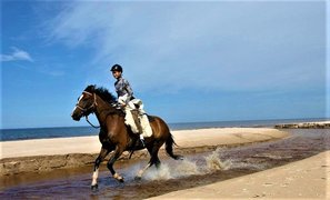 AdventureRide Ltd. | Horseback Riding - Rated 1