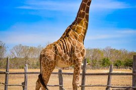 Africa Safari Adventure Park | Safari,Adventure Parks - Rated 4.3