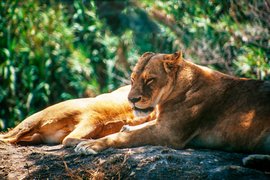 Africam Safari in Mexico, Puebla | Zoos & Sanctuaries,Safari - Rated 8.4