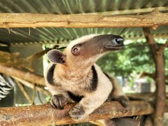 Alturas Wildlife Sanctuary in Costa Rica, Puntarenas Province | Zoos & Sanctuaries - Rated 3.9