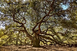 Angel Oak Tree | Nature Reserves - Rated 4.1