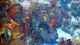 Aquarium Birch in USA, California | Aquariums & Oceanariums - Rated 4.1