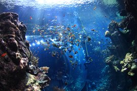 Aquarium Medellin in Colombia, Antioquia | Aquariums & Oceanariums - Rated 4.1