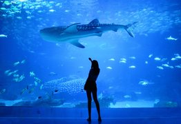 Aquariums & Oceanariums Attractions