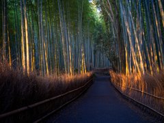 Arashiyama Bamboo Forest in Japan, Kansai | Nature Reserves,Love & Romance - Rated 3.2