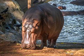 Arignar Anna Zulojikal Park in India, Tamil Nadu | Zoos & Sanctuaries - Rated 7.4