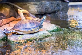 Austin Aquarium | Aquariums & Oceanariums - Rated 4