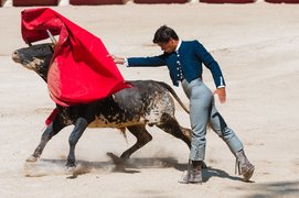 Authentic activity example for a tourist - bullfighting, a bull runs through the red rag of a torreador