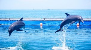 Dolphin Lodge Bali in Indonesia, Bali | Aquariums & Oceanariums - Rated 3.4