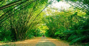 Bamboo Cathedral | Nature Reserves - Rated 3.7