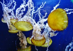 Bay Aquarium in USA, California | Aquariums & Oceanariums - Rated 3.5