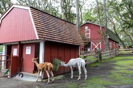 Beacon Hill Children's Farm in Canada, British Columbia | Zoos & Sanctuaries - Rated 3.9