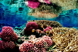 Belize Barrier Reef | Nature Reserves - Rated 3.6