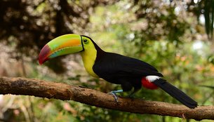 Belize Zoo | Zoos & Sanctuaries - Rated 3.8