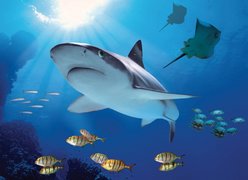Benalmadena Underwater World | Aquariums & Oceanariums - Rated 3.5
