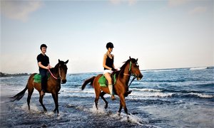 Beradell in South Korea, Seoul Capital Area | Horseback Riding - Rated 0.8