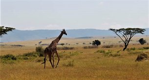 Big Four African Hunting Safaris | Hunting - Rated 1